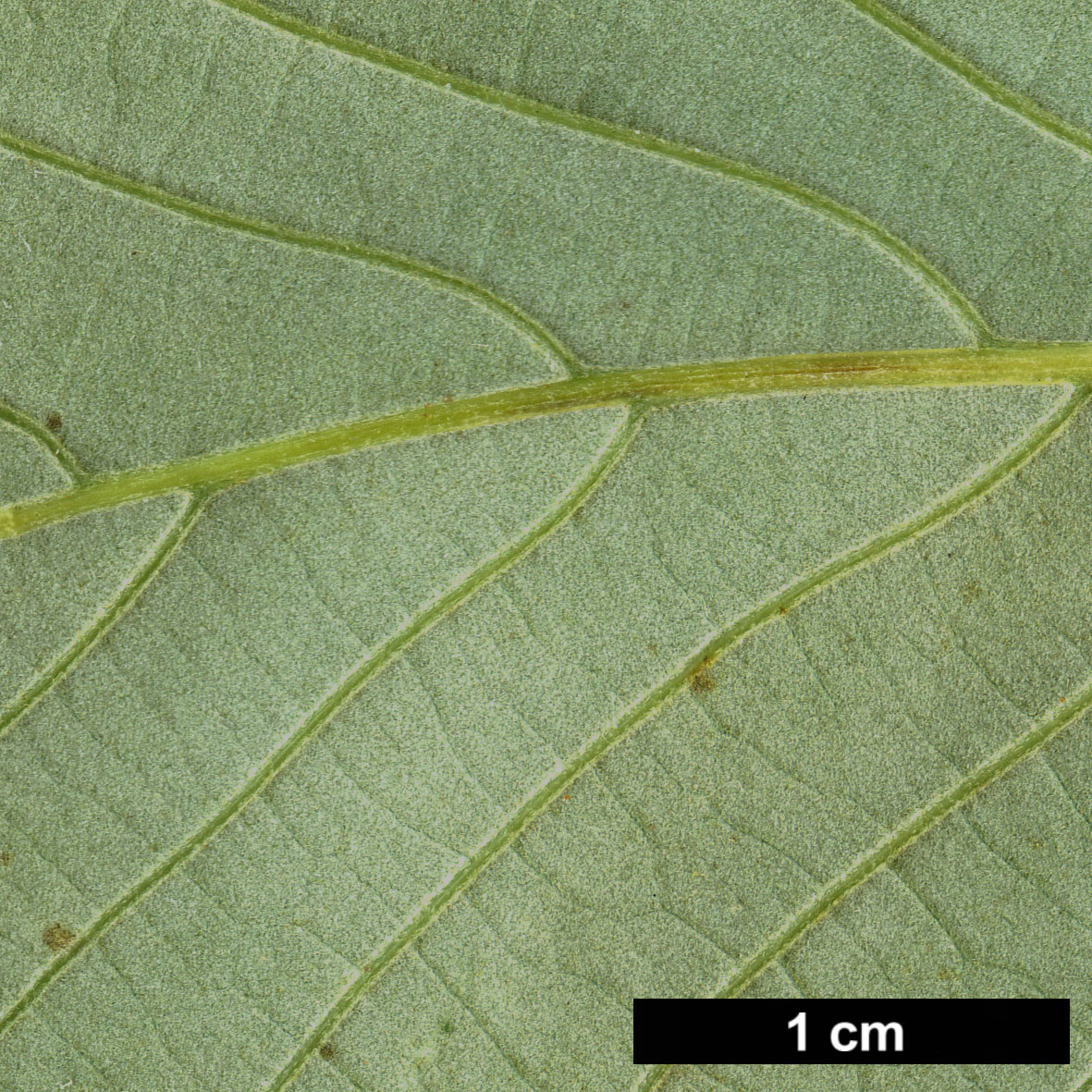 High resolution image: Family: Fagaceae - Genus: Quercus - Taxon: aliena - SpeciesSub: var. acuteserrata